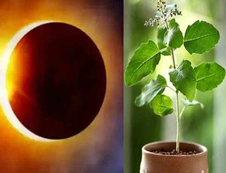 Sun Eclipse- जान लीजिये क्यों आज सूर्य ग्रहण के दिन तुलसी के पत्ते तोड़ने पर लगेगा महापाप