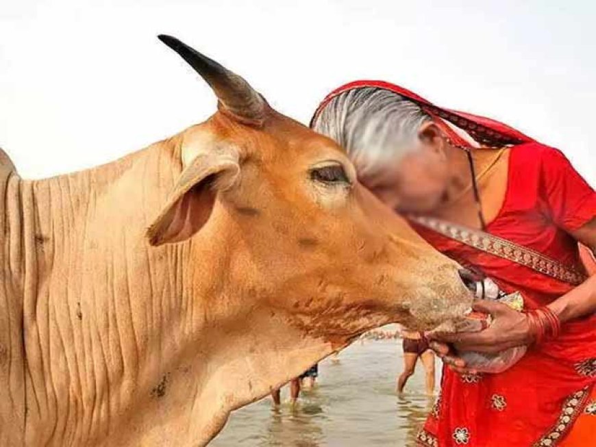 गऊमाता को संरक्षित राष्ट्रीय पशु घोषित करने की मुहिम का हाईकोर्ट का समर्थन, गोमांस के साथ गिरफ्तार आरोपी को दिया झटका