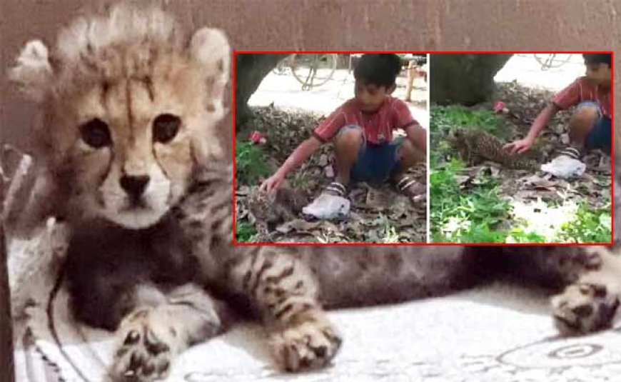 बिल्ली समझ तेंदुए के शावक संग खेलते रहे बच्चे, रस्सी से बांधकर घुमाया; ऐसे हुई पहचान