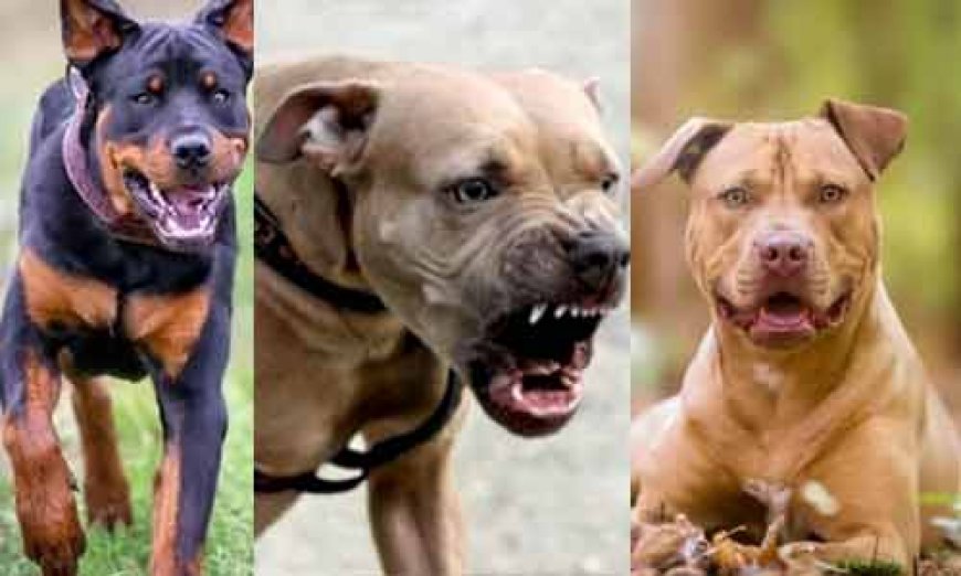 दिल्ली उच्च न्यायालय ने दिया केंद्र सरकार को 3 महीने का अल्टीमेटम! बुलडॉग-पिटबुल जैसी खतरनाक नस्ल के कुत्तों पर लग सकता है प्रतिबंध 